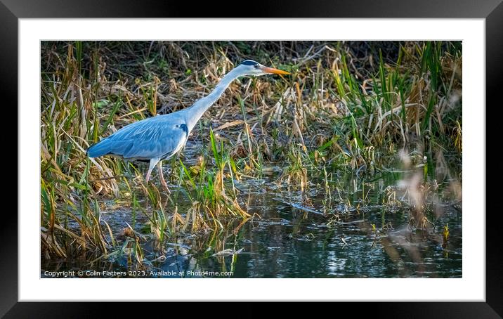 Majestic Grey Heron Harpoons Dinner Framed Mounted Print by Colin Flatters
