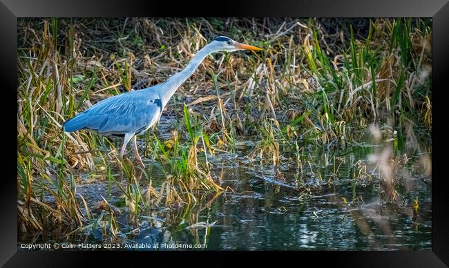 Majestic Grey Heron Harpoons Dinner Framed Print by Colin Flatters