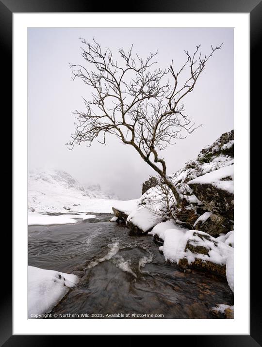 Glenco snow lone tree Framed Mounted Print by Northern Wild
