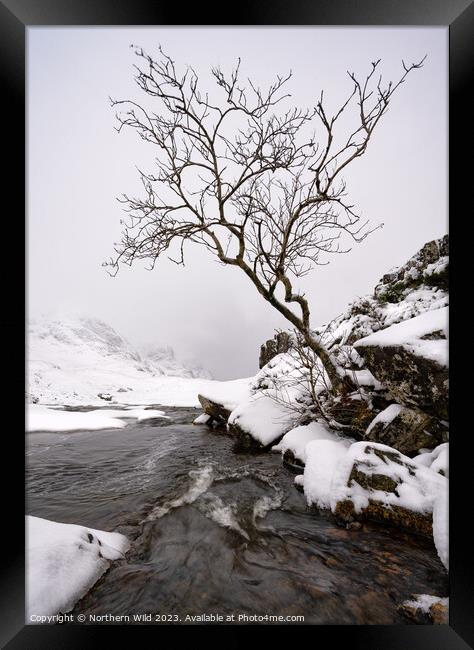 Glenco snow lone tree Framed Print by Northern Wild
