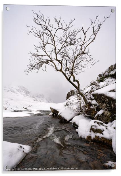 Glenco snow lone tree Acrylic by Northern Wild
