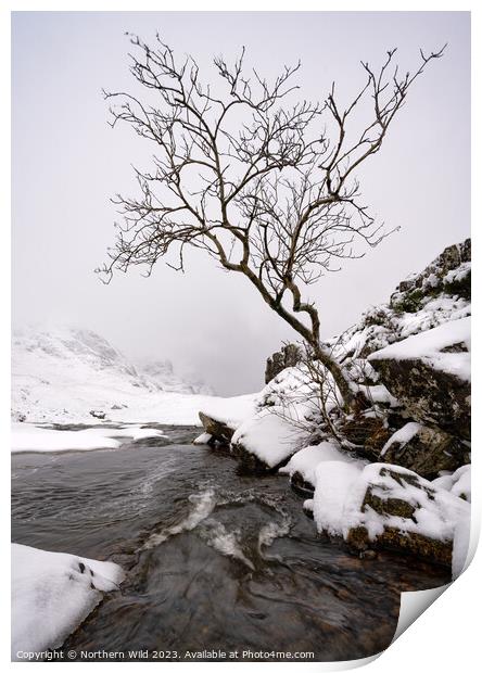Glenco snow lone tree Print by Northern Wild