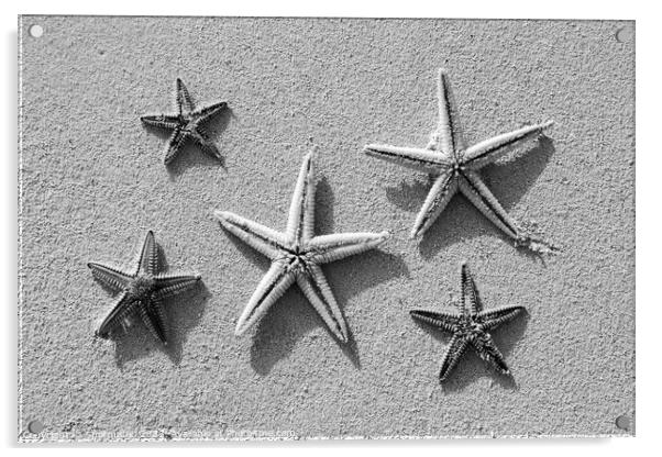 Starfish from tropical ocean on Caribbean island beach Acrylic by Spotmatik 