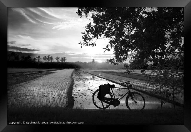 Sunset Java Indonesian bicycle rice paddy fields Asia Framed Print by Spotmatik 