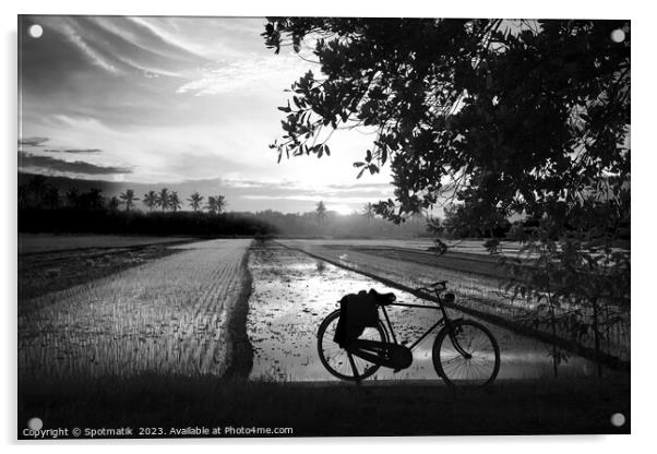 Sunset Java Indonesian bicycle rice paddy fields Asia Acrylic by Spotmatik 