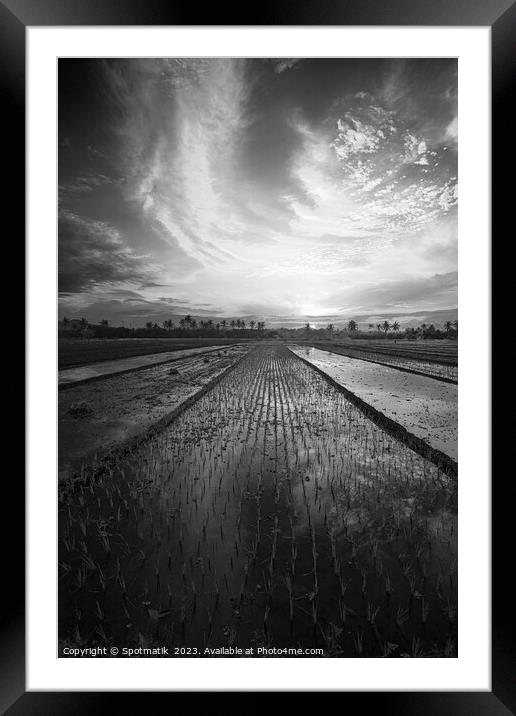 Sunset Java Indonesian farmer growing rice crops Asia Framed Mounted Print by Spotmatik 