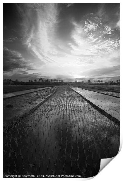 Sunset Java Indonesian farmer growing rice crops Asia Print by Spotmatik 