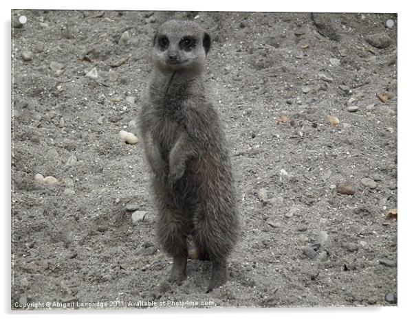 Meerkat Acrylic by Abigail Langridge