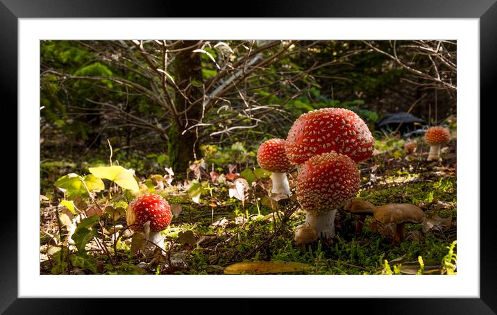 Mushrooms in the forest Framed Mounted Print by Balázs Tóth