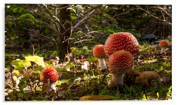 Mushrooms in the forest Acrylic by Balázs Tóth