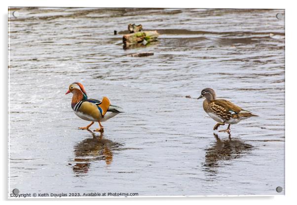 Mandarin Ducks on Ice Acrylic by Keith Douglas