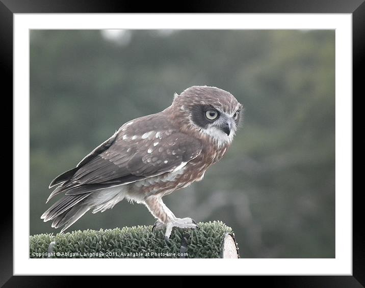 Owl Framed Mounted Print by Abigail Langridge