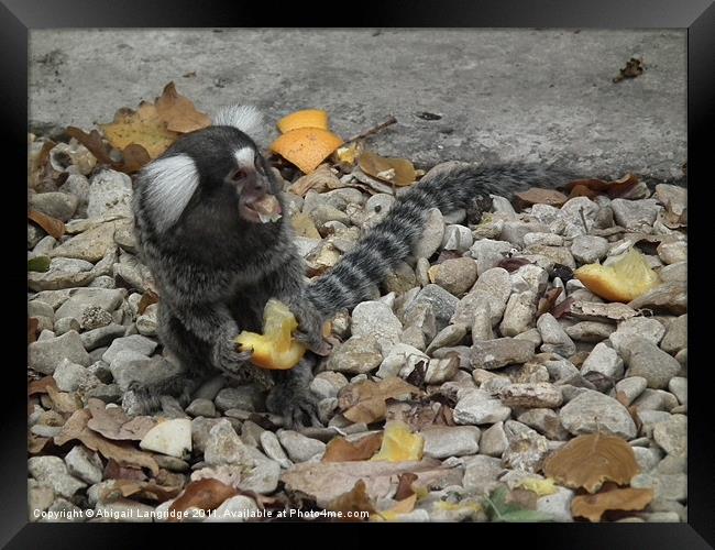 Marmoset Framed Print by Abigail Langridge