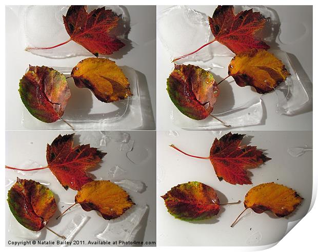 Frozen Leafs Print by Natalie Bailey
