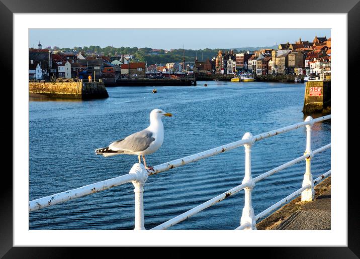 Whitby Seagull Framed Mounted Print by Tim Hill