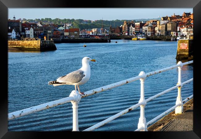 Whitby Seagull Framed Print by Tim Hill