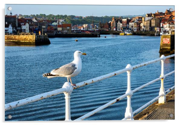 Whitby Seagull Acrylic by Tim Hill