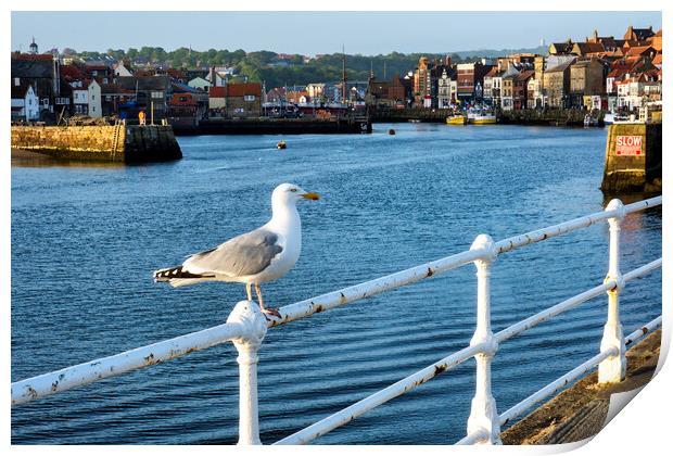 Whitby Seagull Print by Tim Hill