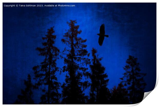Hooded Crow Flying in Mystic Forest Print by Taina Sohlman