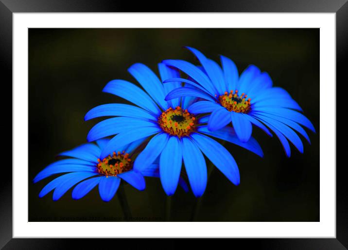 Neon Daisy Dreams Framed Mounted Print by Jeremy Sage