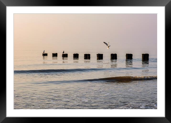 Graceful Seagull Landing Framed Mounted Print by Tim Hill