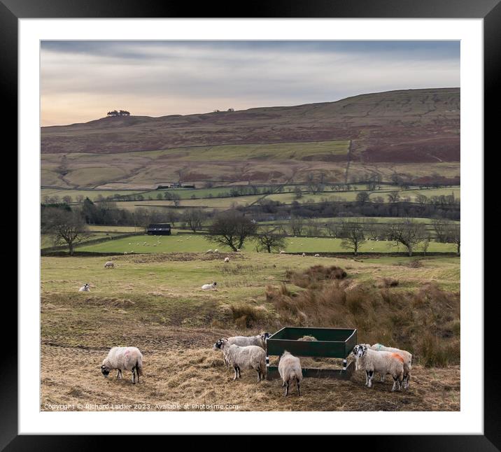 Middle Side Grazing Framed Mounted Print by Richard Laidler