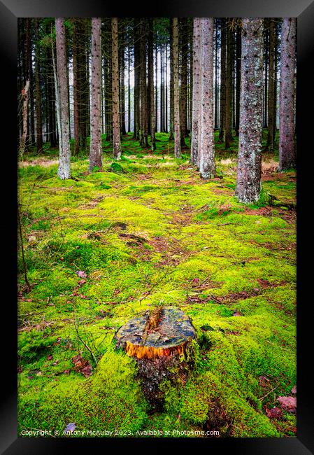 Mossy Woodland Forest Framed Print by Antony McAulay
