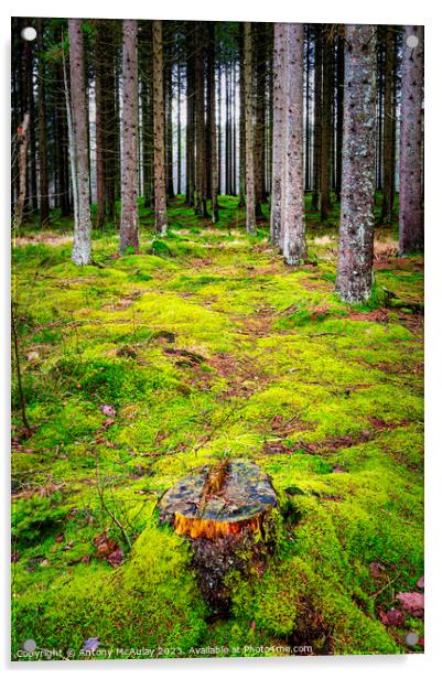 Mossy Woodland Forest Acrylic by Antony McAulay