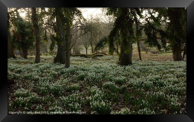 Snowdrops through the trees Framed Print by Sally Lloyd