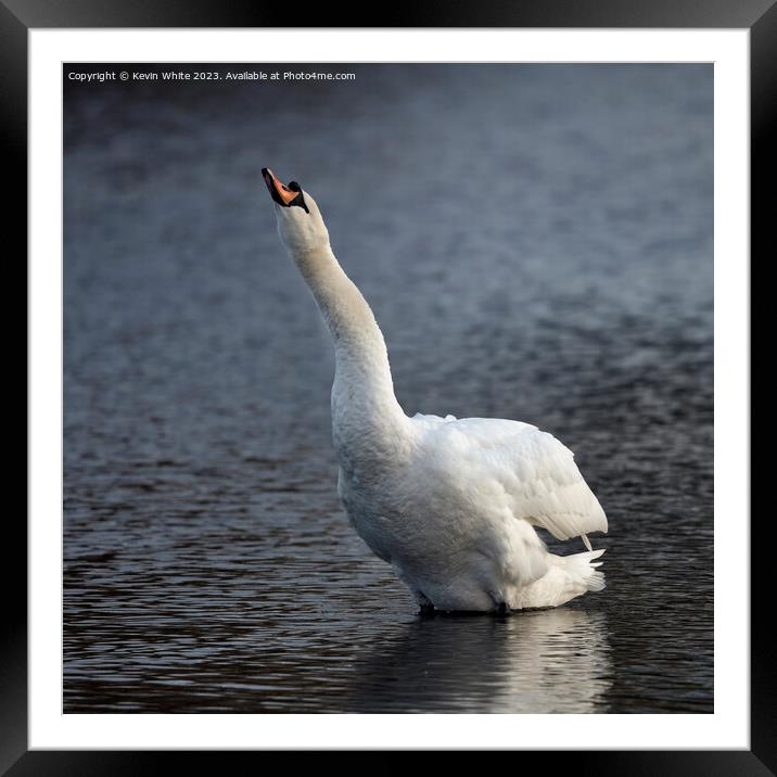 Swan making a trumpet sound Framed Mounted Print by Kevin White