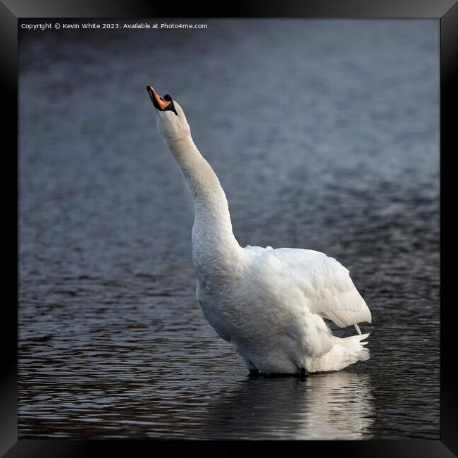Swan making a trumpet sound Framed Print by Kevin White