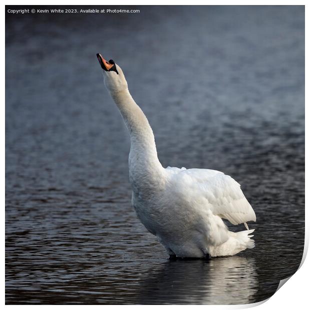 Swan making a trumpet sound Print by Kevin White