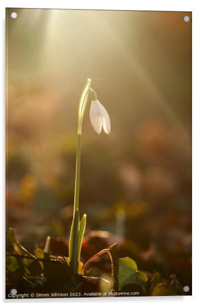 Snowdrop flower Acrylic by Simon Johnson