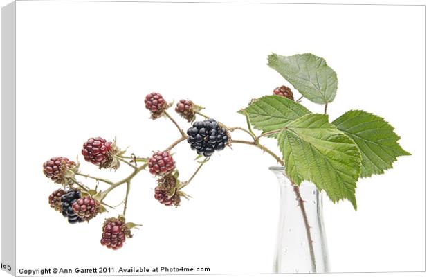 Blackberry Fruits Canvas Print by Ann Garrett
