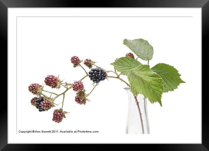Blackberry Fruits Framed Mounted Print by Ann Garrett