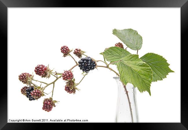 Blackberry Fruits Framed Print by Ann Garrett