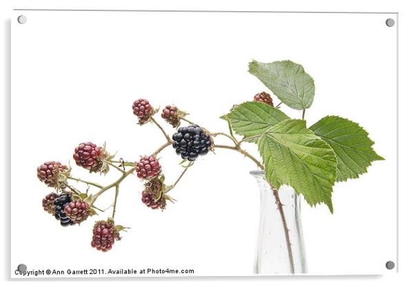 Blackberry Fruits Acrylic by Ann Garrett