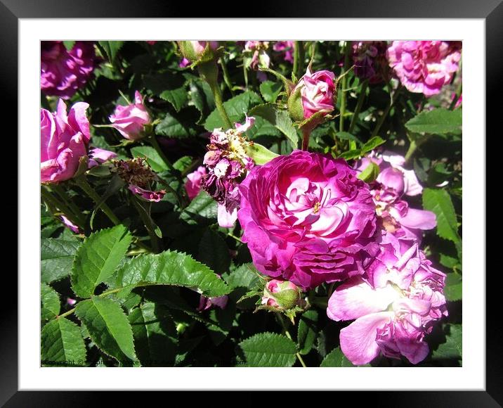 Dying pink roses Framed Mounted Print by Stephanie Moore