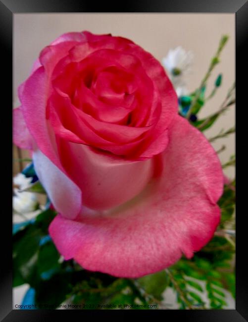 Lovely pink rose Framed Print by Stephanie Moore