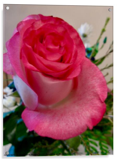 Lovely pink rose Acrylic by Stephanie Moore