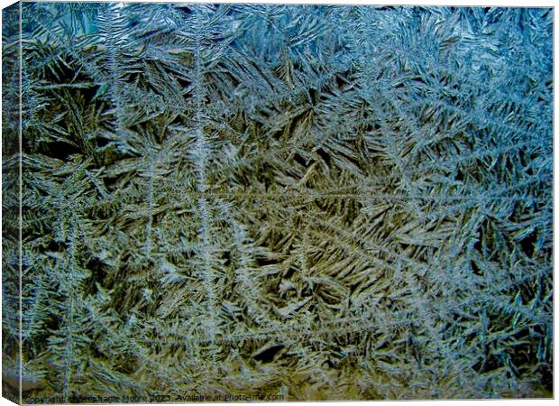 Ice Crystals Canvas Print by Stephanie Moore