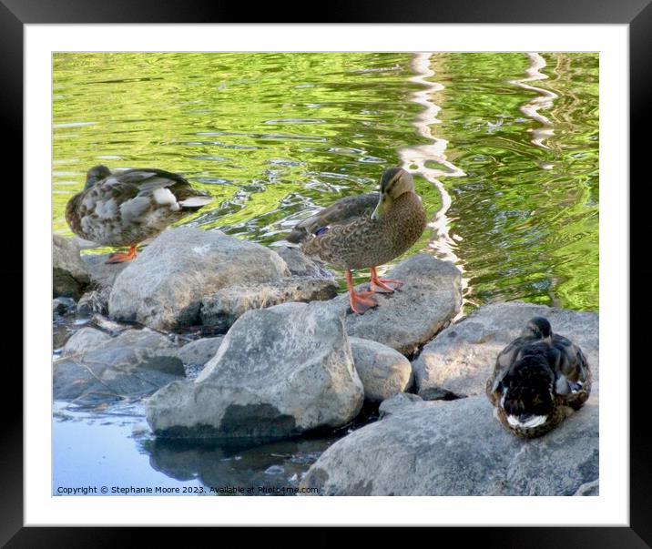 Ducks on the rocks Framed Mounted Print by Stephanie Moore