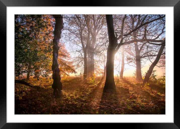 Autumn sunshine Framed Mounted Print by Kevin Elias