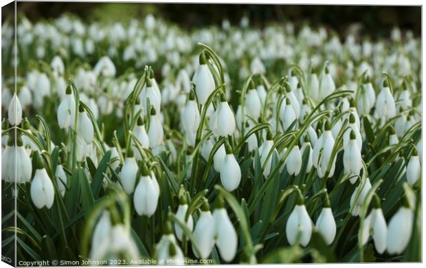 An army of Snowdrops  Canvas Print by Simon Johnson