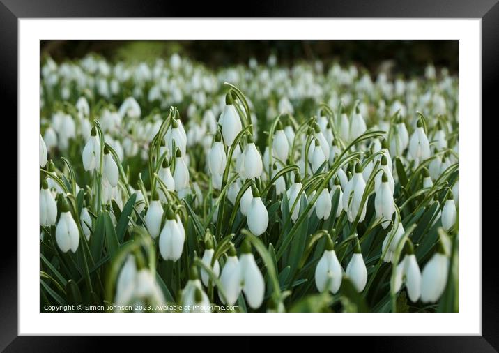 An army of Snowdrops  Framed Mounted Print by Simon Johnson