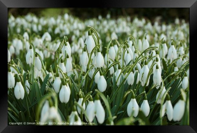 An army of Snowdrops  Framed Print by Simon Johnson