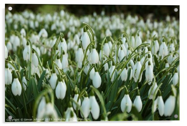 An army of Snowdrops  Acrylic by Simon Johnson