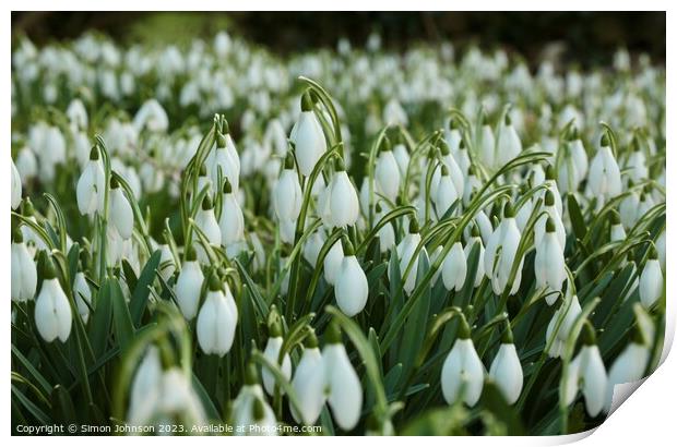 An army of Snowdrops  Print by Simon Johnson