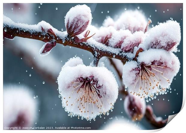 Snowflakes and ice cover the first buds of fruit-b Print by Joaquin Corbalan