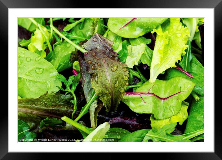 Fresh salad with mixed greens, close up Framed Mounted Print by Mykola Lunov Mykola
